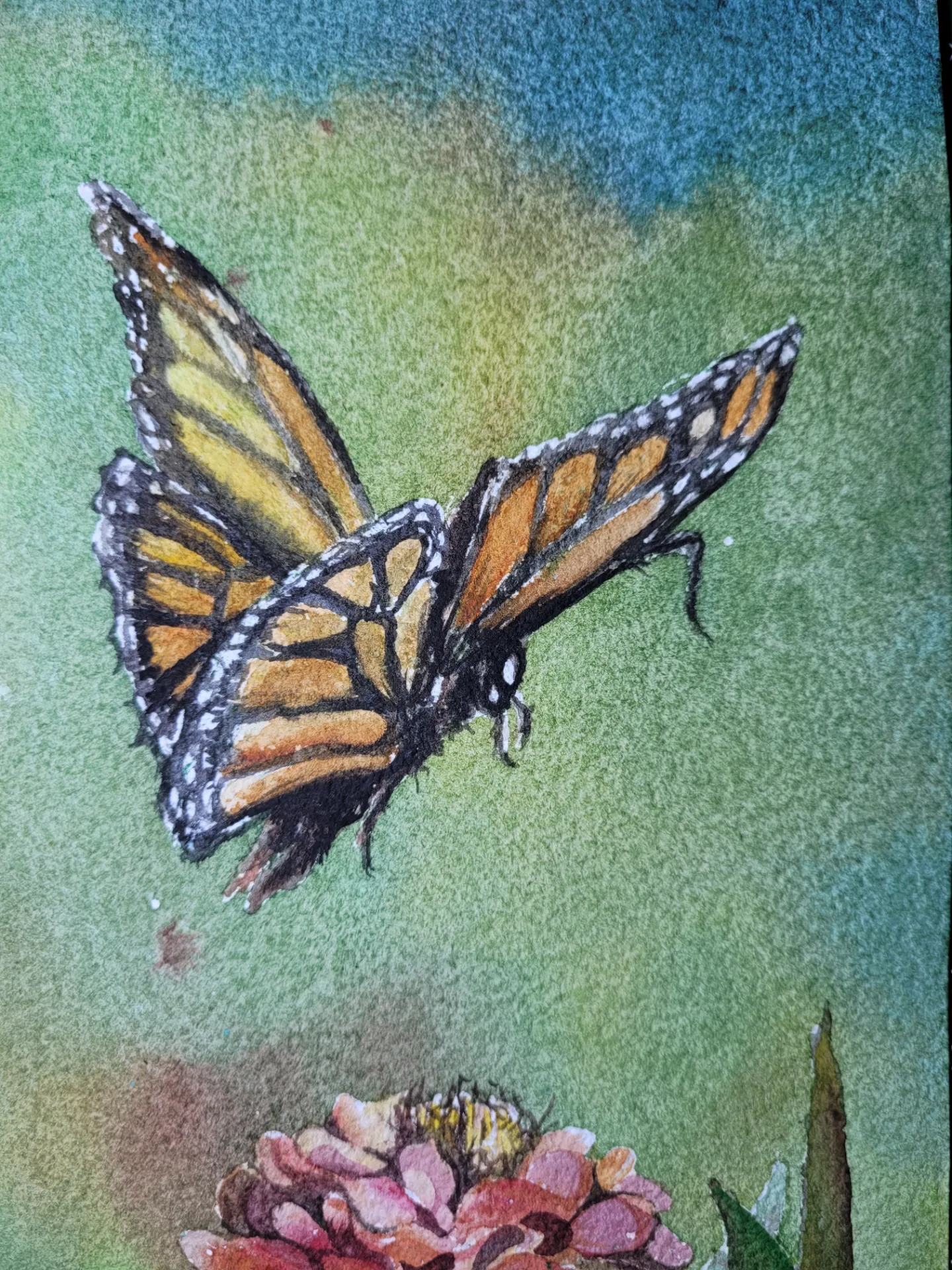 Mariposa